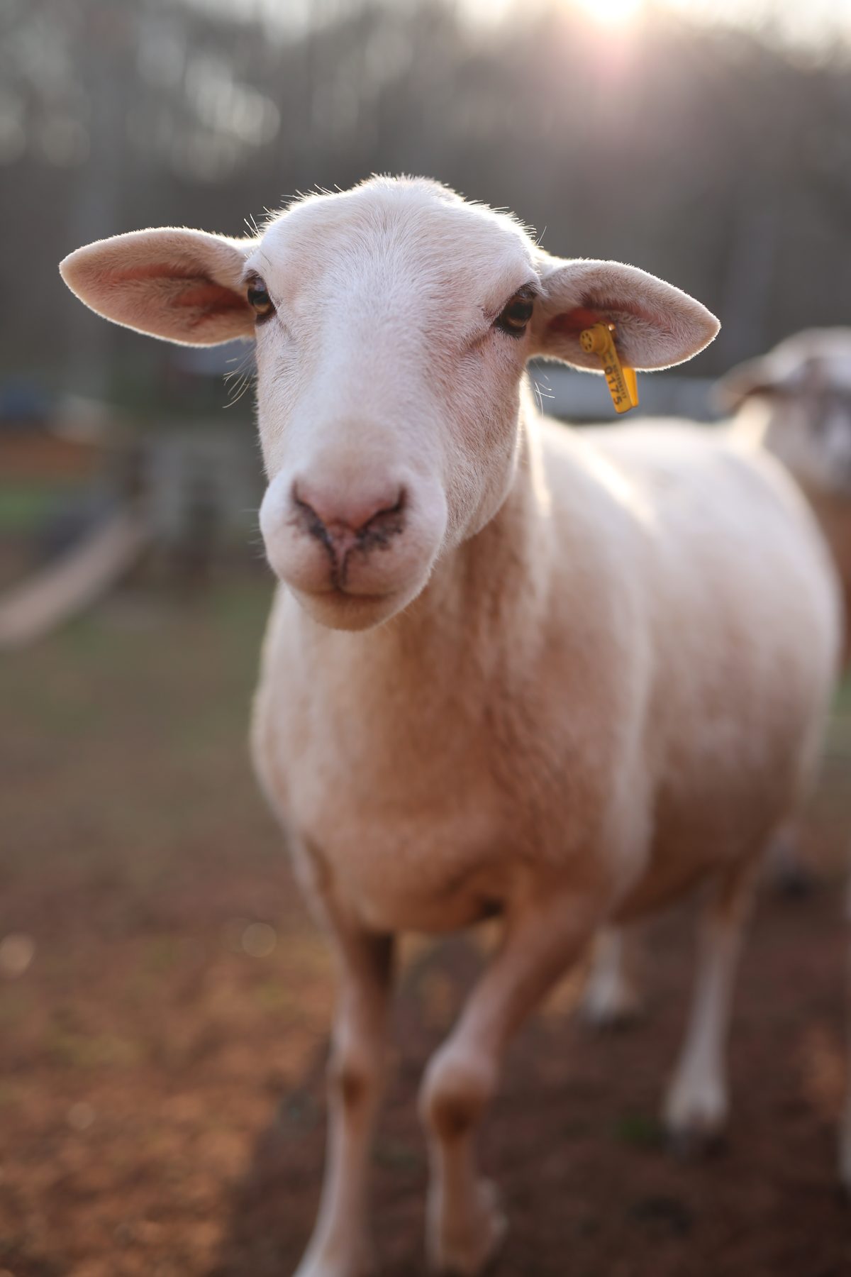Bonnie, a rescued sheep at Storybook Tails