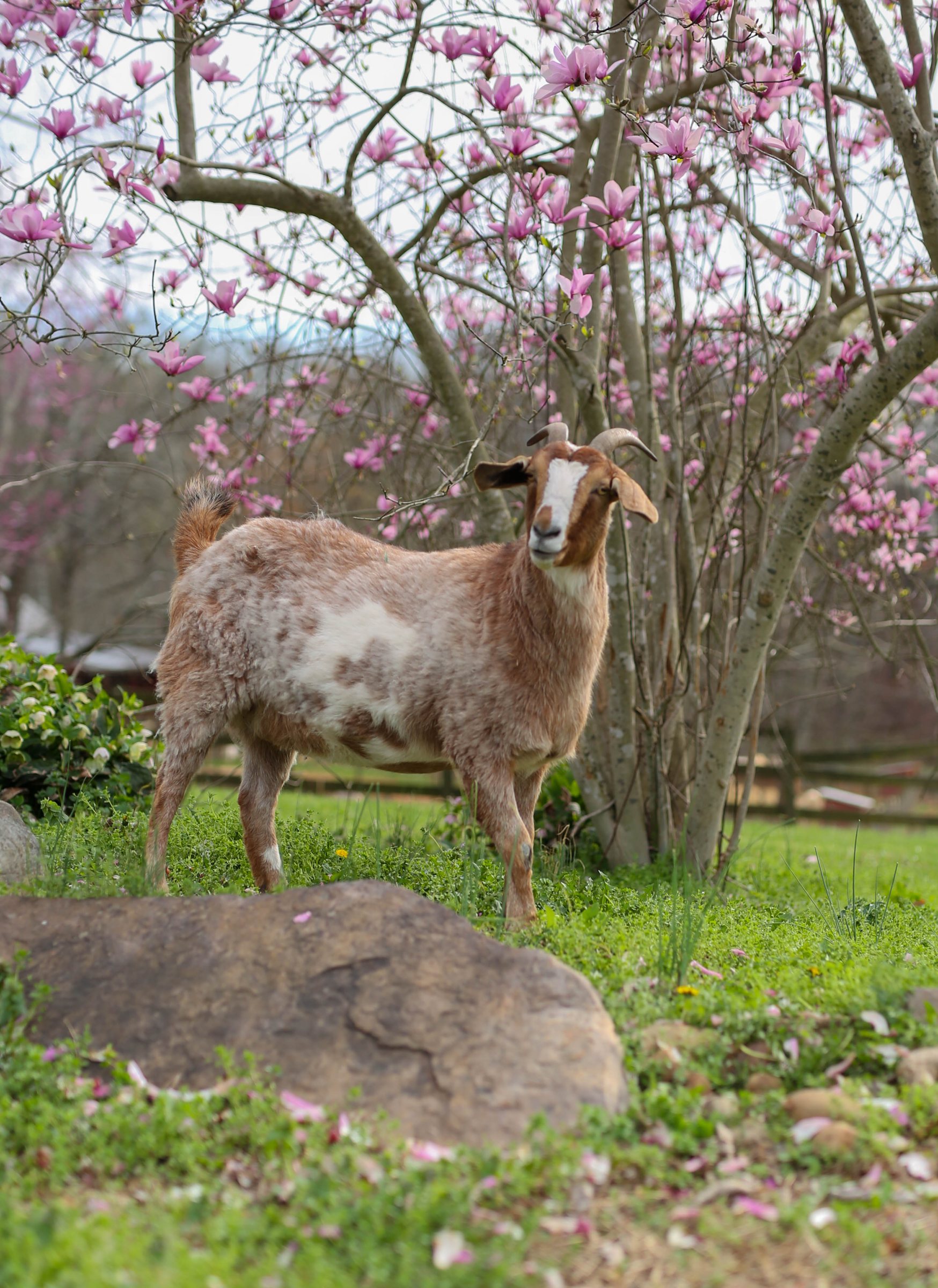 A rescued goat
