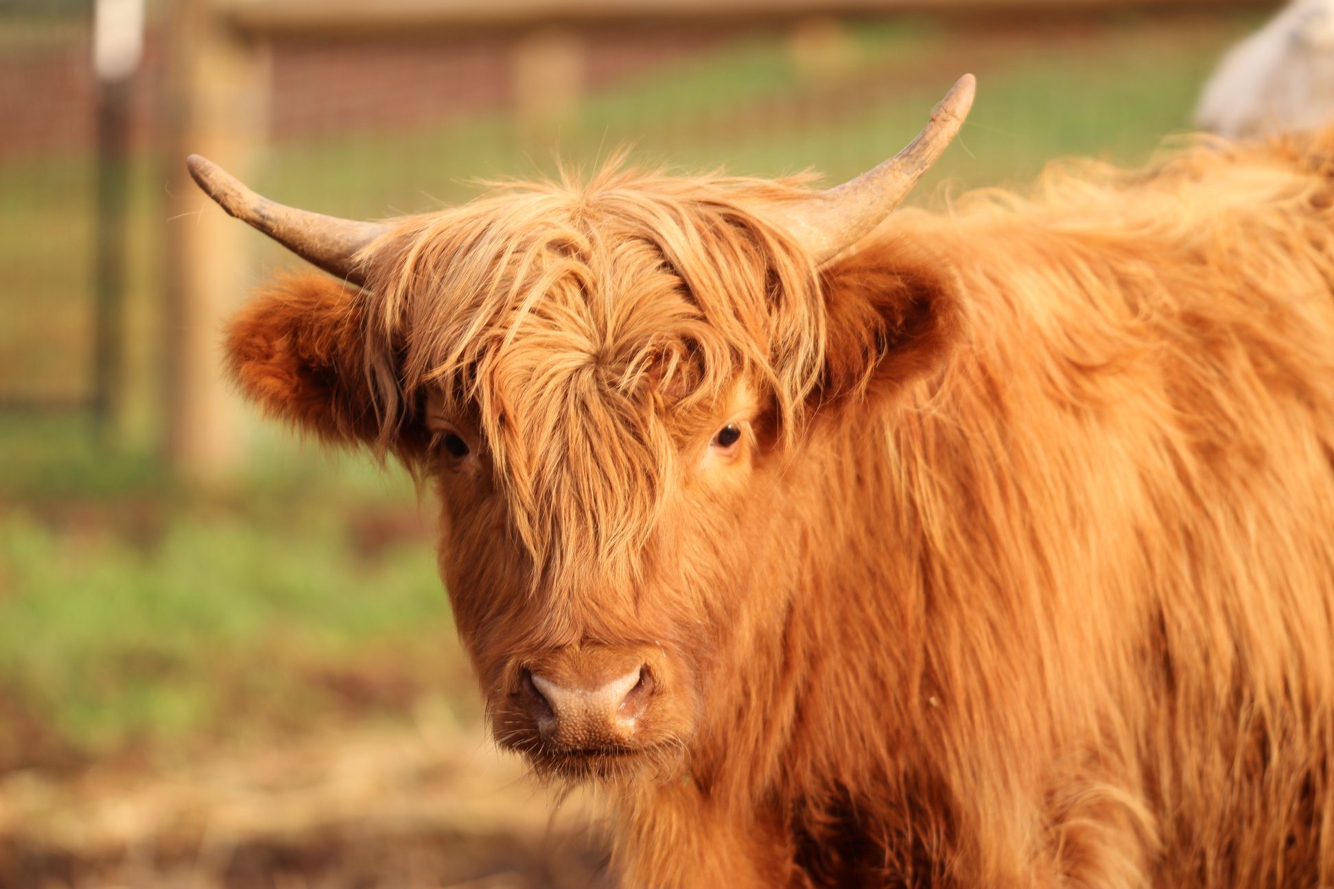 A rescued Highland cow
