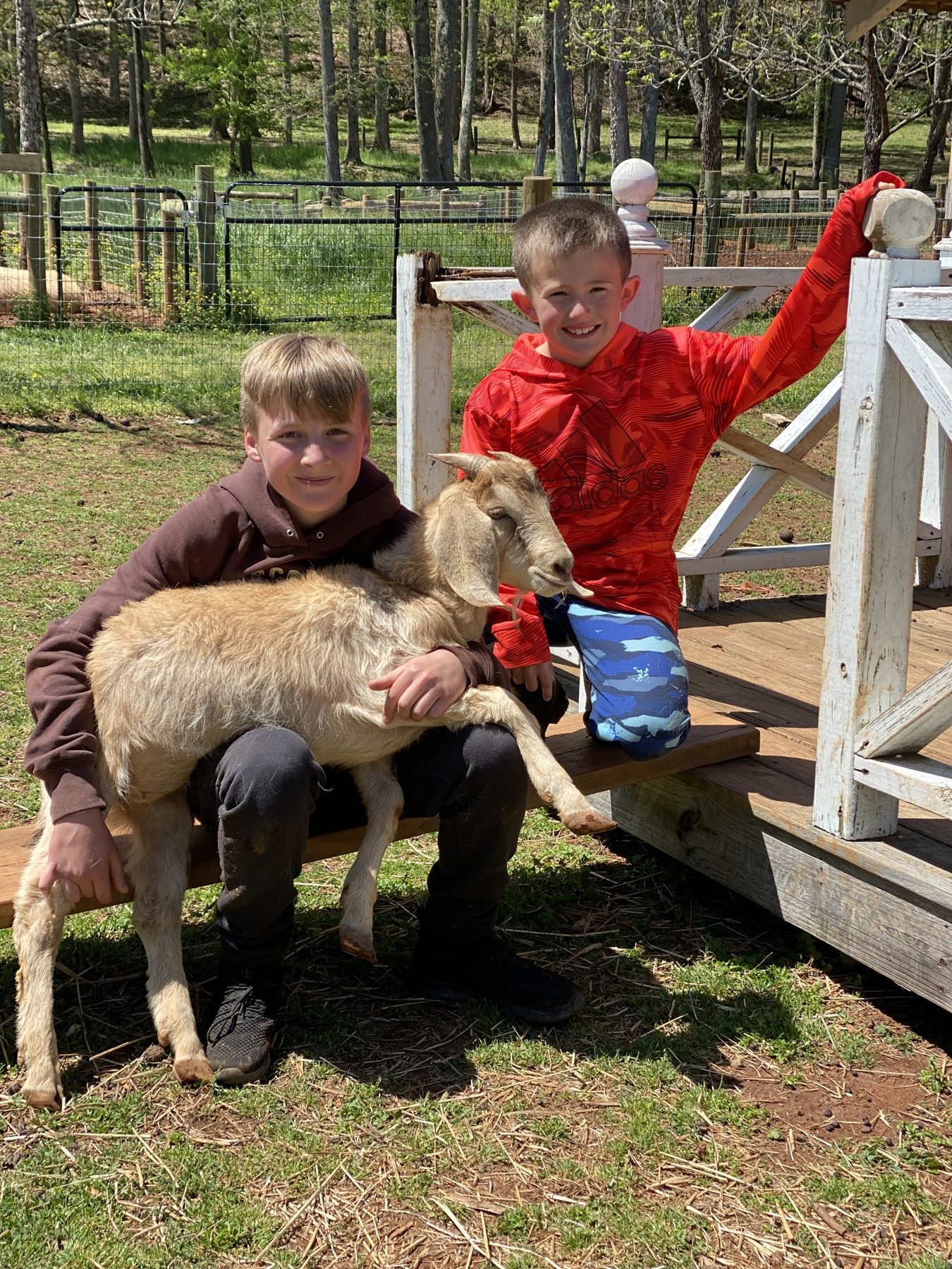 Campers with a sheep
