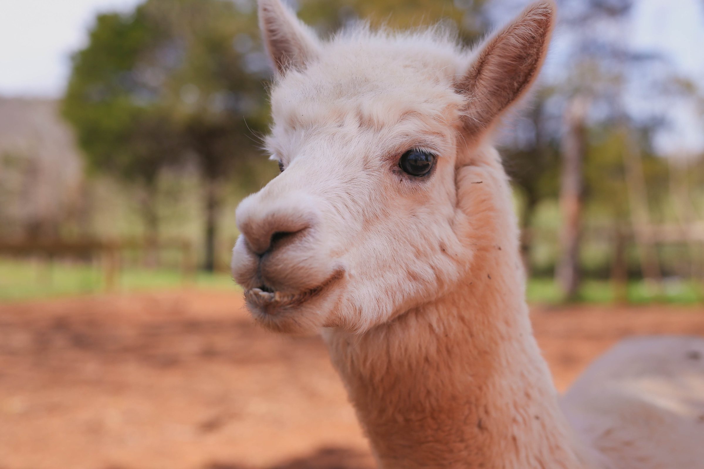 A rescued alpaca