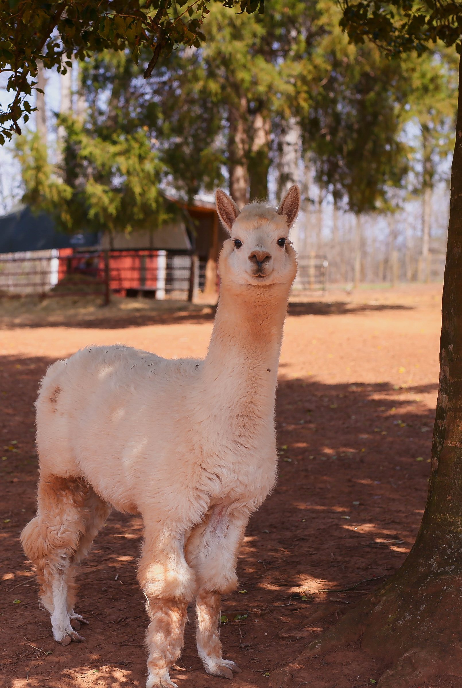 Piciya, a rescued alpaca at Storybook Tails
