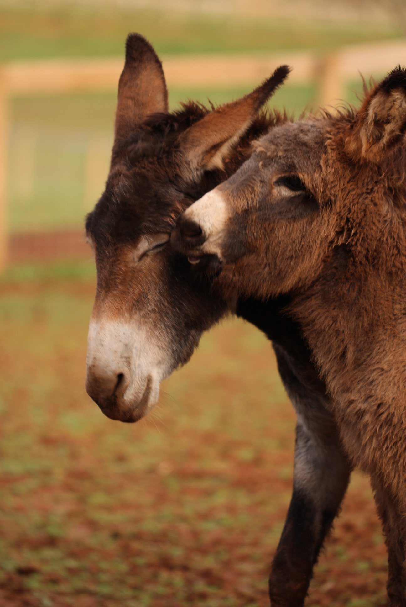 Jenny & Baby, rescued donkeys at Storybook Tails