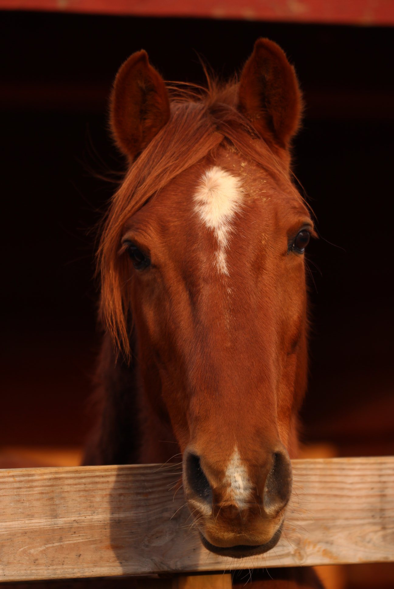 Chachi, a rescued horse at Storybook Tails