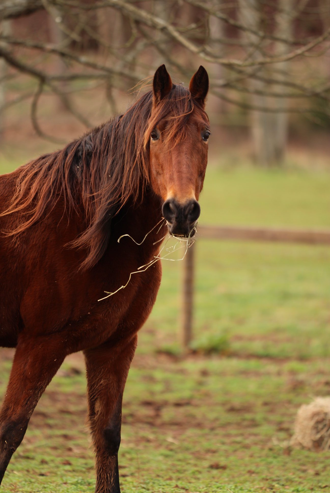 Romeo, a rescued horse at Storybook Tails
