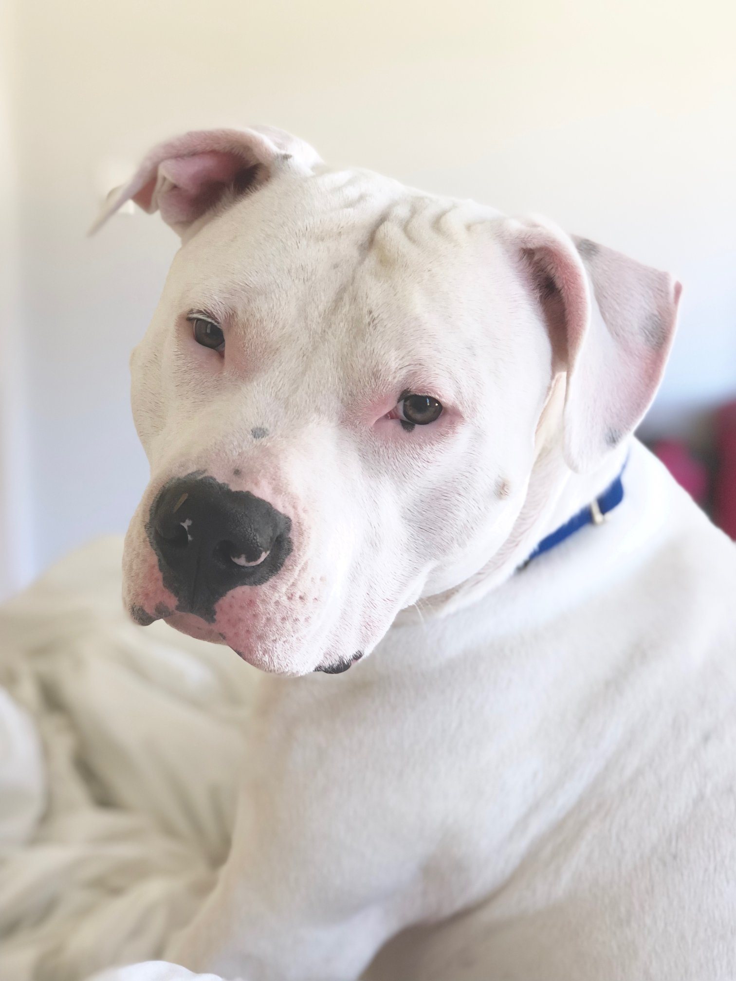 A rescued dog resting