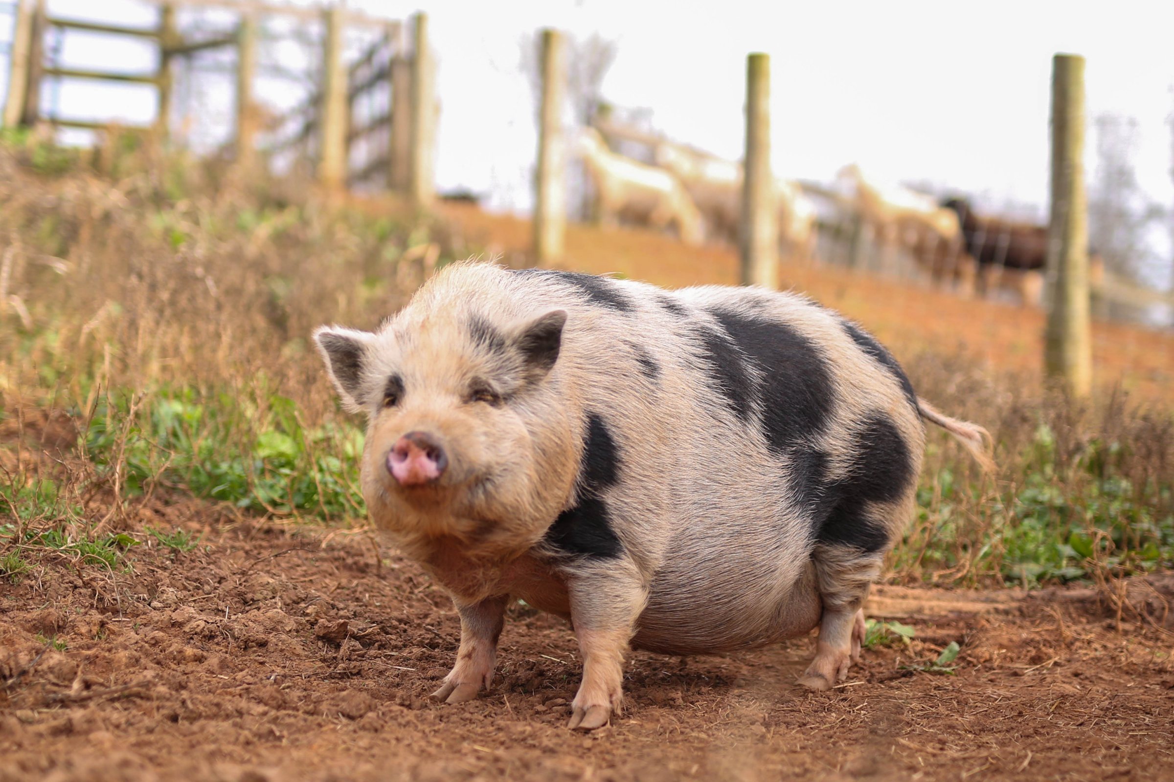 Rescued pig