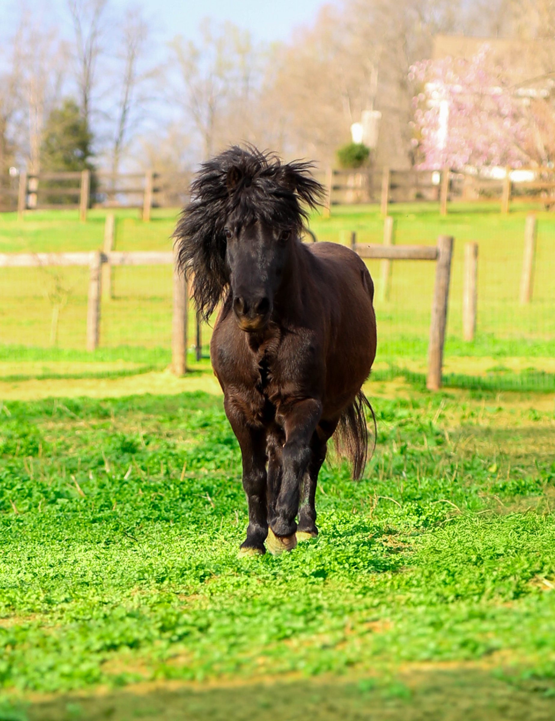 Sponsor a Hoof Trim