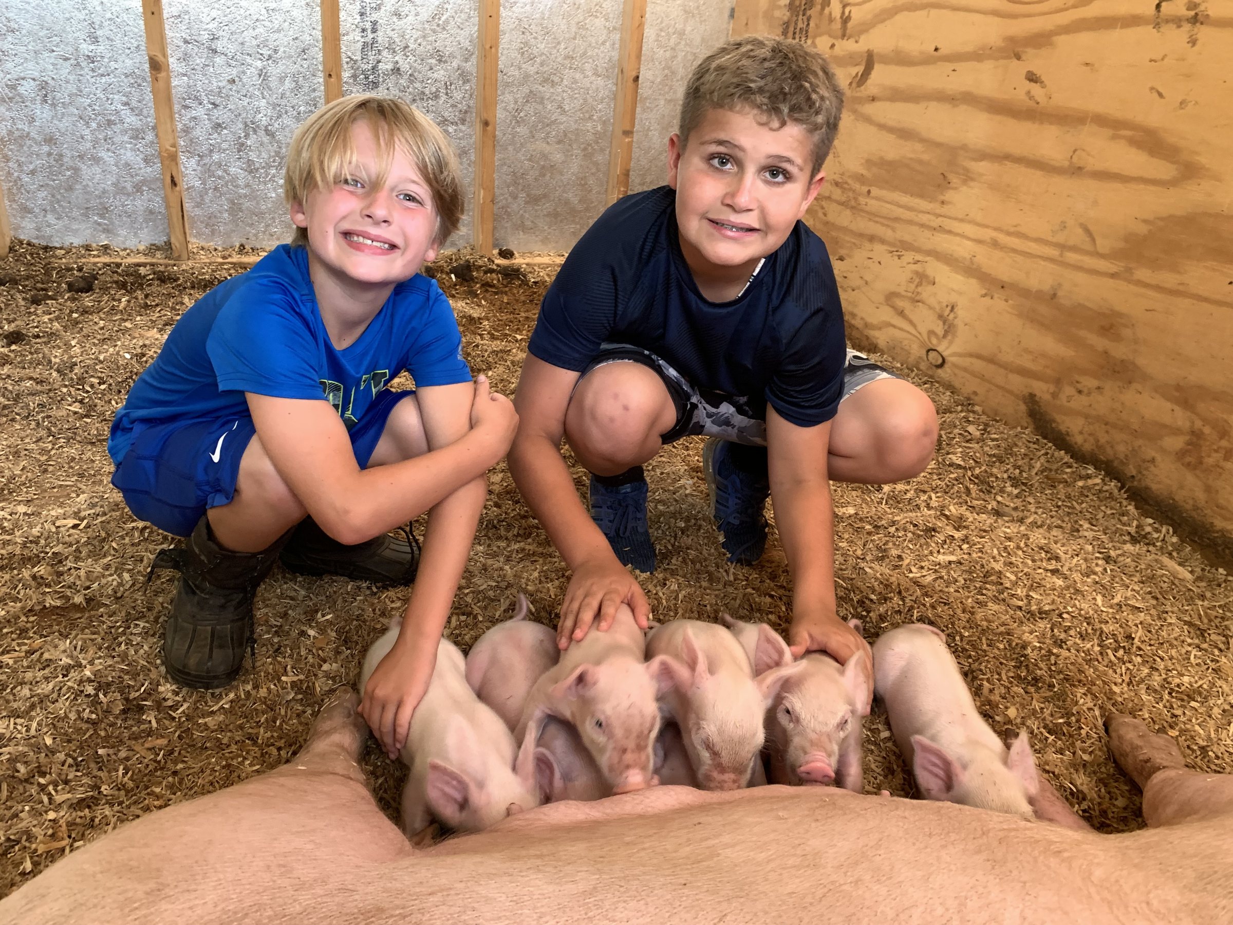 Kids meeting piglets